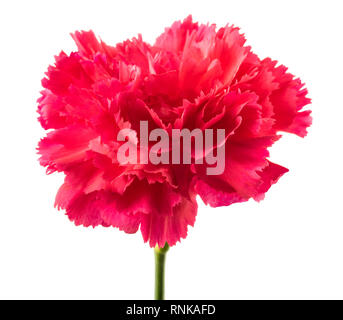 Pink carnation head isolated on white background Stock Photo