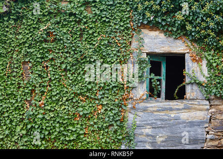 Green ivy on a stone wall facade. Plants growing. Nature Stock Photo