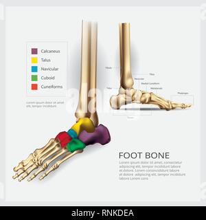 Foot Bone Anatomy Vector Illustration Stock Vector