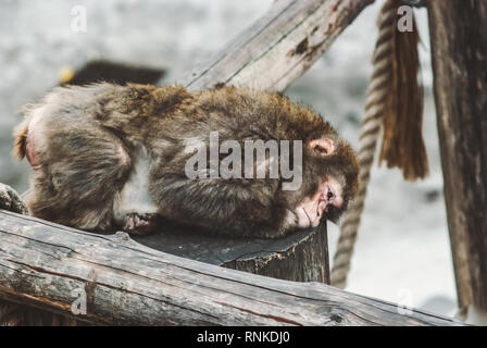 sad macaque monkey lying on a wooden stump in the zoo Stock Photo