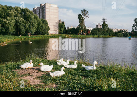 a herd of beautiful white geese grazing on green lawns on the background of the lake and trees Stock Photo