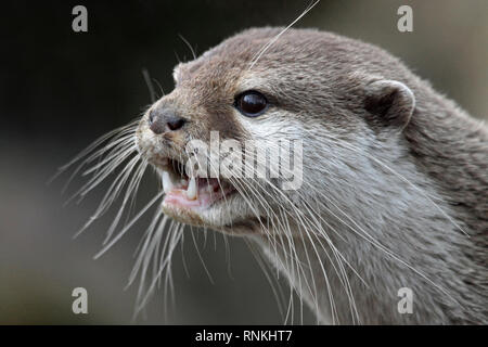 Asian Small-clawed otter (Amblonyx cinerea, syn. Aonyx cinereus), Stock Photo