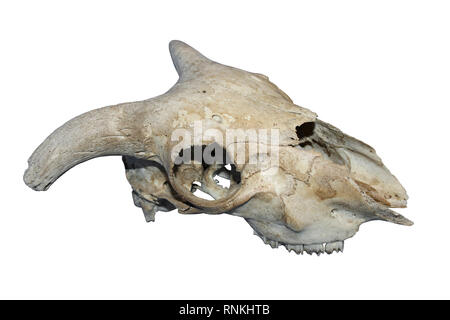 Sheep Skull Isolated On White Background Stock Photo