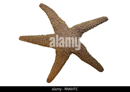 Starfish Isolated on White Background Stock Photo