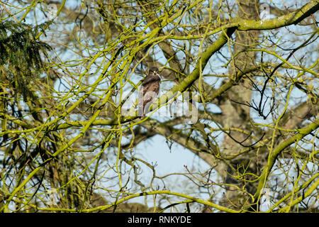 A common buzzard (Buteo buteo) perching in a tree Stock Photo