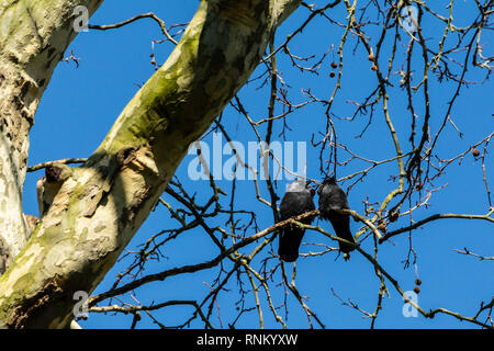 A pair of jackdaws (Coloeus monedula) perching on a tree branch Stock Photo