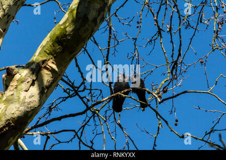 A pair of jackdaws (Coloeus monedula) perching on a tree branch Stock Photo