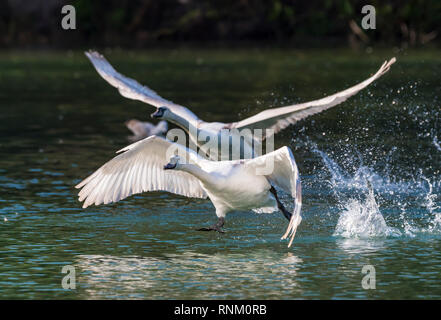 Pair of White Mute Swans (Cygnus olor) flying low over a lake in Winter in West Sussex, UK. Stock Photo