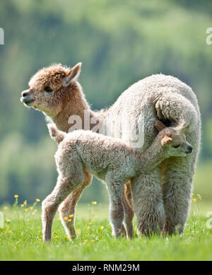 Alpaca (Vicugna pacos). Female and cria standing on a meadow. Germany Stock Photo