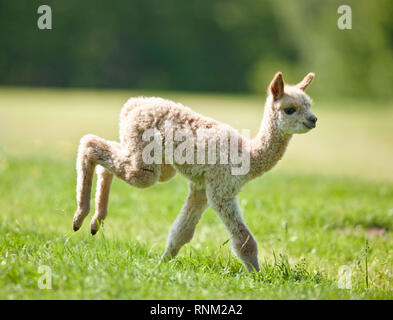 Alpaca (Vicugna pacos). Cria running on a meadow. Germany Stock Photo