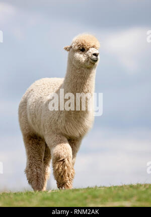Alpaca (Vicugna pacos). Adult walking on a meadow. Germany Stock Photo