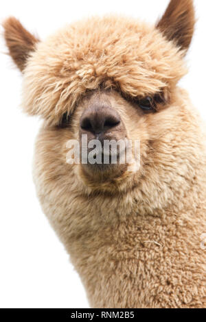 Alpaca (Vicugna pacos), portrait of adult. Germany Stock Photo
