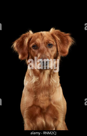 Golden Retriever. Portrait of adult dog against a black background. Germany Stock Photo