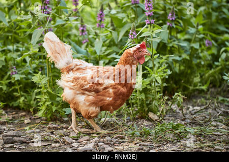 Domestic Chicken. Hen with bad plumage. Germany Stock Photo