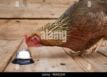 Welsummer Chicken. Hen pecking at service call bell, in order to get a treat. Germany Stock Photo
