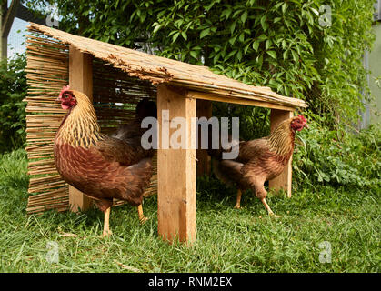 Welsummer Chicken. Pair of hens in a selfmade shelter in a garden. Germany Stock Photo