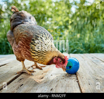 Welsummer Chicken. Hen in a garden, playing with a treat dispenser ball. Germany Stock Photo