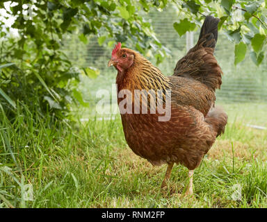 Welsummer Chicken. Hen in a chicken-run with a Lime Tree for sun and rain shelter. Germany. Stock Photo