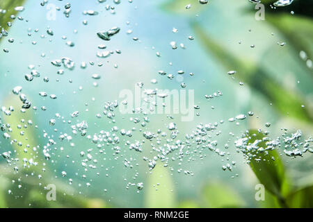Small air bubbles in an aquarium Stock Photo