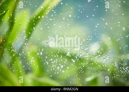Small air bubbles in an aquarium Stock Photo