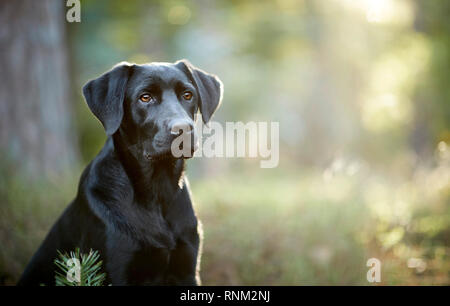 Mixed-breed dog (Labrador Retriever x ?). Black adult sitting in a forest. Germany Stock Photo