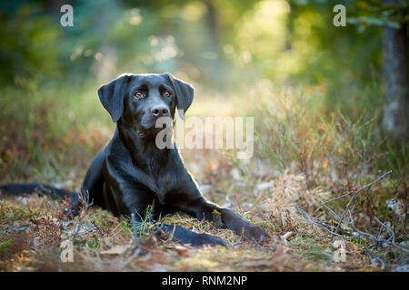 Mixed-breed dog (Labrador Retriever x ?). Black adult lying in a forest. Germany Stock Photo