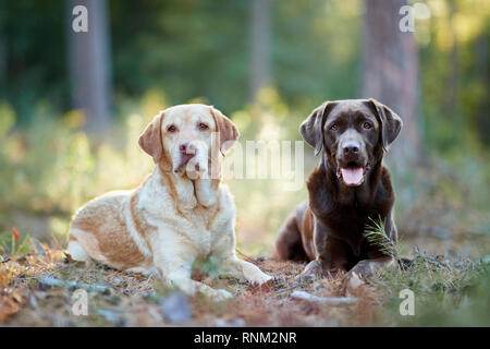 Labrador Retriever. Yellow and chocolate adult lying in a forest. Germany Stock Photo