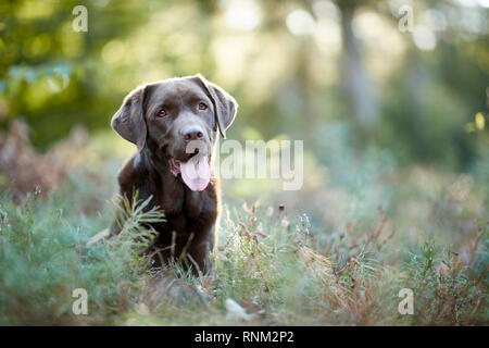 Labrador Retriever. Chocolate adult sitting in a forest. Germany Stock Photo