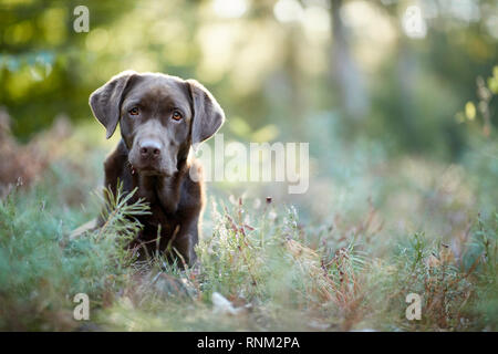 Labrador Retriever. Chocolate adult sitting in a forest. Germany Stock Photo