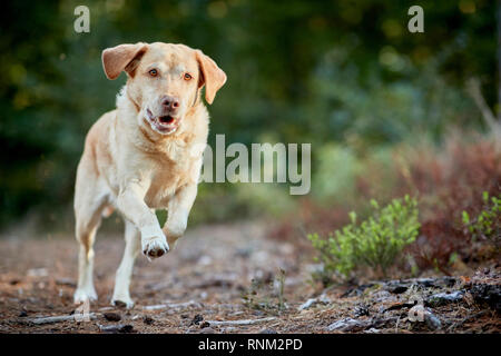 Labrador Retriever. Yellow adult running in a forest. Germany Stock Photo