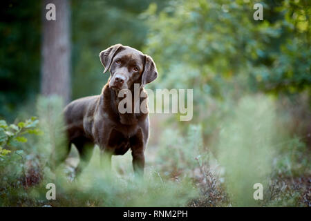 Labrador Retriever. Chocolate adult standing in a forest. Germany Stock Photo