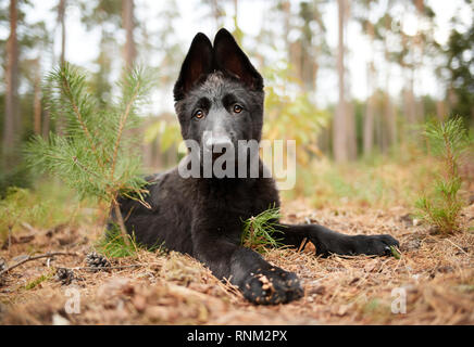 German Shepherd, Alsatian. Black puppy lying in a forest. Germany Stock Photo