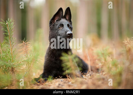 German Shepherd, Alsatian. Black puppy lying in a forest. Germany Stock Photo