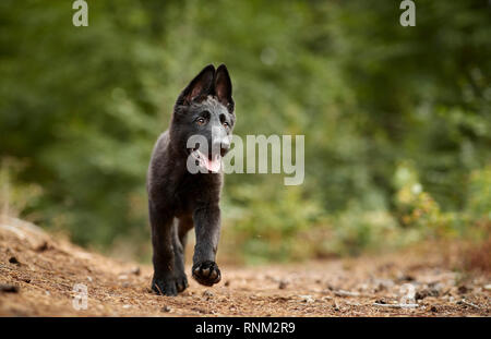 German Shepherd, Alsatian. Black puppy walking in a forest. Germany Stock Photo