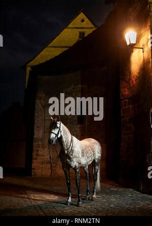 Pure Spanish Horse, Andalusian. Dappled gray adult standing in the old town of Bamberg at night. Bavaria, Germany, Stock Photo