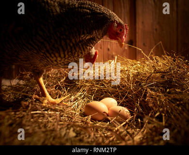 Domestic chicken, Amrock Bantam. Two hens at nest with eggs in a coop. Germany. Stock Photo