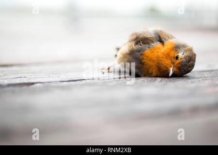 European Robin (Erithacus rubecula). Dead adult lying on a terrace. Germany Stock Photo