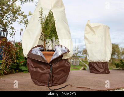 Rosemary (Rosmarinus officinalis). Potted plants, wrapped in winter. Germany. Stock Photo