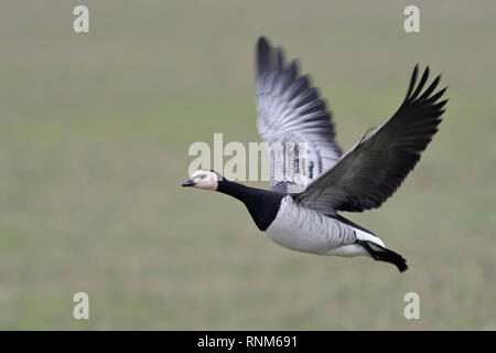 Barnacle Goose / Nonnengans ( Branta leucopsis ) in flight, flying over green farmland, dynamic shot, single bird, wildlife, Europe. Stock Photo