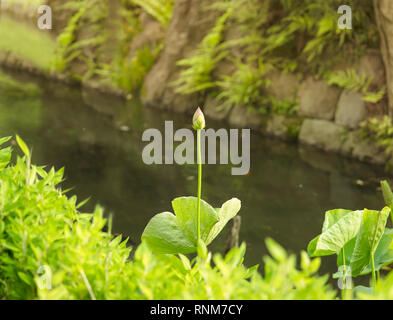 Hasuike Stall of Koishikawa Korakuen Park in Tokyo filled with sacred lotus whose buds are about to bloom. Stock Photo