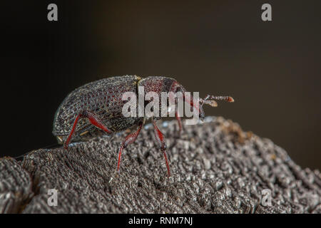 Beetle weevil on wood closeup on a dark background Stock Photo