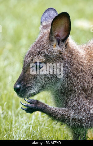 Red-necked Wallaby - Macropus rufogriseus Stock Photo
