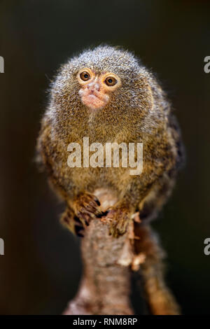 Pygmy marmoset - Cebuella pygmaea Stock Photo