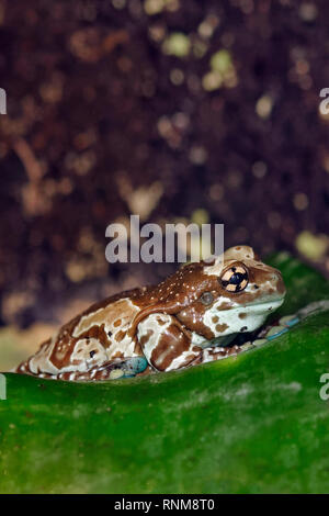 Mission golden-eyed tree frog (or Amazon milk frog) - Trachycephalus resinifictrix / Phrynohyas resinifictrix Stock Photo