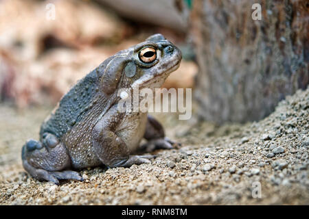 Colorado river toad (or Sonoran desert toad) - Bufo alvarius / Incilius alvarius Stock Photo