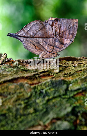Dead leaf butterfly (or Indian oakleaf) - Kallima inachus Stock Photo
