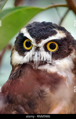 Spectacled owl - Pulsatrix perspicillata Stock Photo