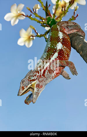 Panther chameleon (male) - Furcifer pardalis