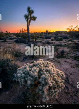 Teddybear Cholla (Cylindropuntia bigelovii), Cactus and Joshua Tree (Yucca brevifolia) at sunset, White Tank Campground Stock Photo