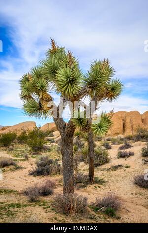 Joshua Tree (Yucca brevifolia), Desert Landscape, Arch Rock Nature Trail, White Tank Campground, National Park, Palm Desert Stock Photo